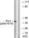 Peptidylprolyl Cis/Trans Isomerase, NIMA-Interacting 1 antibody, LS-C199441, Lifespan Biosciences, Western Blot image 