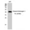 Kininogen 1 antibody, LS-C380542, Lifespan Biosciences, Western Blot image 