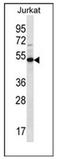 Family With Sequence Similarity 8 Member A1 antibody, AP51503PU-N, Origene, Western Blot image 