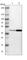 Prolactin Regulatory Element Binding antibody, HPA013582, Atlas Antibodies, Western Blot image 