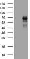 TNF Receptor Superfamily Member 8 antibody, LS-C175676, Lifespan Biosciences, Western Blot image 