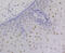 Retinoid X Receptor Alpha antibody, GTX01146, GeneTex, Immunohistochemistry paraffin image 