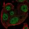 POLG antibody, NBP1-83431, Novus Biologicals, Immunofluorescence image 