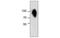 Transforming Growth Factor Beta Receptor 2 antibody, MBS837559, MyBioSource, Western Blot image 