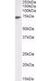 Lamin B1 antibody, orb12278, Biorbyt, Western Blot image 