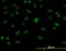 Splicing Factor Proline And Glutamine Rich antibody, orb94759, Biorbyt, Immunofluorescence image 
