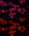 Albumin antibody, GTX32430, GeneTex, Immunocytochemistry image 