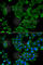 Drebrin 1 antibody, A6366, ABclonal Technology, Immunofluorescence image 
