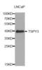 Testis Specific Protein Y-Linked 3 antibody, abx004790, Abbexa, Western Blot image 