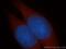 Alcohol Dehydrogenase 6 (Class V) antibody, 13288-2-AP, Proteintech Group, Immunofluorescence image 
