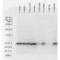 Heat Shock Protein Family B (Small) Member 1 antibody, M00676-4, Boster Biological Technology, Western Blot image 