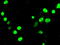 Neurogenin-3 antibody, M03554-2, Boster Biological Technology, Immunofluorescence image 