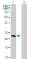 Amelogenin X-Linked antibody, H00000265-B01P, Novus Biologicals, Western Blot image 