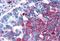 Frizzled Class Receptor 1 antibody, NLS4150, Novus Biologicals, Immunohistochemistry paraffin image 