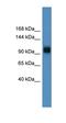 PPARG Coactivator 1 Alpha antibody, orb330035, Biorbyt, Western Blot image 