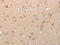 Pepsinogen 3, Group I (Pepsinogen A) antibody, CSB-PA054080, Cusabio, Immunohistochemistry paraffin image 