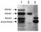 Phosphodiesterase 4B antibody, GTX14611, GeneTex, Western Blot image 