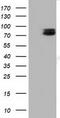 Tectonic Family Member 2 antibody, TA501477, Origene, Western Blot image 