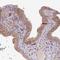 TM2 Domain Containing 2 antibody, HPA050547, Atlas Antibodies, Immunohistochemistry frozen image 