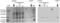 GSTP1-1 antibody, ALX-804-510-C100, Enzo Life Sciences, Western Blot image 