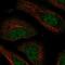 Nuclear Transport Factor 2 Like Export Factor 2 antibody, PA5-67222, Invitrogen Antibodies, Immunofluorescence image 