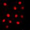 Extra Spindle Pole Bodies Like 1, Separase antibody, orb224057, Biorbyt, Immunofluorescence image 