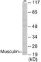 Musculin antibody, EKC1642, Boster Biological Technology, Western Blot image 