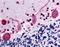 G Protein-Coupled Receptor 32 antibody, LS-A1679, Lifespan Biosciences, Immunohistochemistry frozen image 