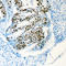 Host Cell Factor C1 antibody, LS-C353996, Lifespan Biosciences, Immunohistochemistry frozen image 
