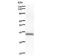 Homeobox C10 antibody, LS-C342812, Lifespan Biosciences, Western Blot image 