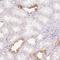 TATA-Box Binding Protein Associated Factor 1 Like antibody, HPA056605, Atlas Antibodies, Immunohistochemistry paraffin image 