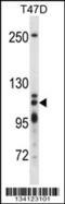 5 -3 exoribonuclease 2 antibody, 57-673, ProSci, Western Blot image 