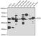 Secretogranin III antibody, 23-192, ProSci, Western Blot image 