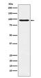 POU Class 2 Homeobox 1 antibody, M01766-1, Boster Biological Technology, Western Blot image 