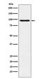 POU domain, class 2, transcription factor 1 antibody, M01766-1, Boster Biological Technology, Western Blot image 