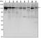 Cadherin 1 antibody, MA5-15711, Invitrogen Antibodies, Western Blot image 