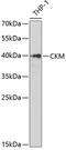Creatine Kinase, M-Type antibody, 18-451, ProSci, Western Blot image 