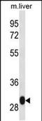 LSM12 Homolog antibody, PA5-48514, Invitrogen Antibodies, Western Blot image 