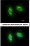 SAS-6 Centriolar Assembly Protein antibody, PA5-31301, Invitrogen Antibodies, Immunofluorescence image 