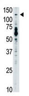 Toll Like Receptor 7 antibody, AP11540PU-N, Origene, Western Blot image 