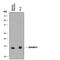 Cystatin C antibody, AF1196, R&D Systems, Western Blot image 