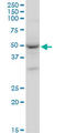 GATA Binding Protein 1 antibody, LS-C197275, Lifespan Biosciences, Western Blot image 
