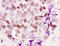 Paired Box 3 antibody, 251468, Abbiotec, Immunohistochemistry paraffin image 