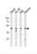 Leukocyte Immunoglobulin Like Receptor A3 antibody, abx034800, Abbexa, Western Blot image 