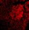Interleukin 23 Subunit Alpha antibody, NBP1-76697, Novus Biologicals, Immunocytochemistry image 