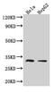 Transmembrane Protein 192 antibody, CSB-PA023784LA01HU, Cusabio, Western Blot image 