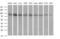 Dynamin 1 Like antibody, MA5-26250, Invitrogen Antibodies, Western Blot image 