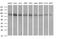 Dynamin 1 Like antibody, MA5-26250, Invitrogen Antibodies, Western Blot image 