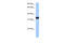 GTPase, IMAP Family Member 1 antibody, 30-607, ProSci, Western Blot image 