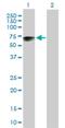 TSPY Like 1 antibody, H00007259-B01P, Novus Biologicals, Western Blot image 